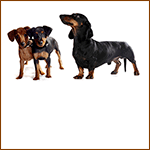 Negozio Online di Attrezzatura & Accessori zoobio.it